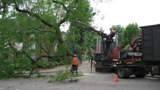 Sluiskil bomen rooien